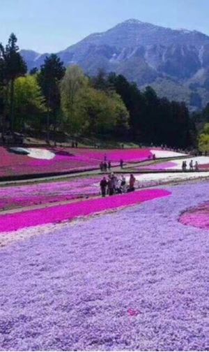 花海景观设计