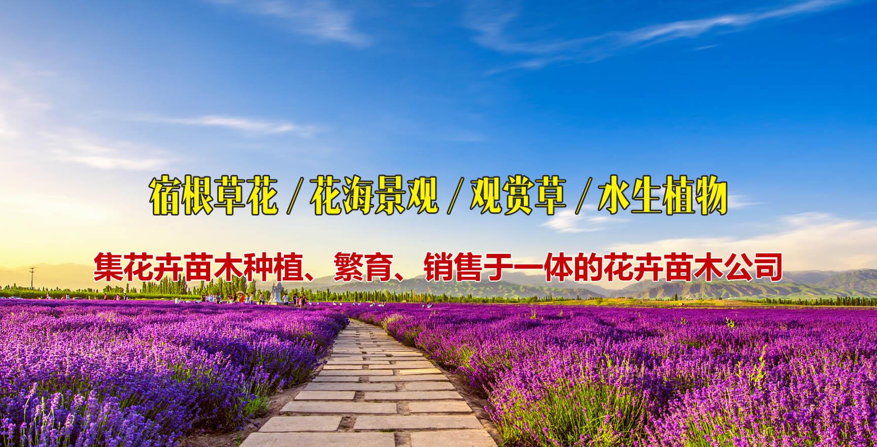 花海景观