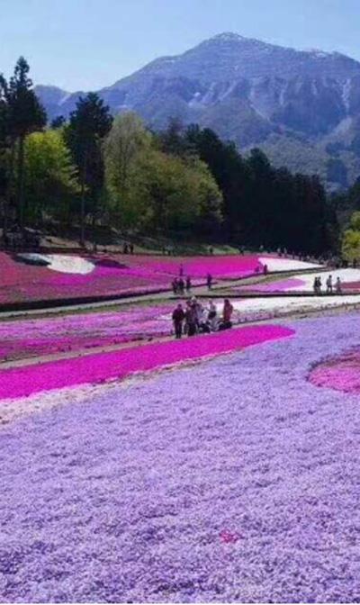 花海景观设计